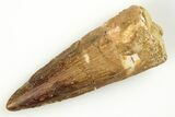 Fossil Spinosaurus Tooth - Real Dinosaur Tooth #204443-1